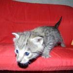 Savannah, F-2B, Male, Brown Spotted, DOB 1-2-16