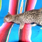 Savannah, F-2B, Male, Brown Spotted, DOB 1-2-16