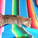 Savannah, F-2B, Male, Brown Spotted, DOB 1-2-16