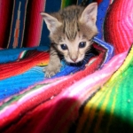 Savannah, F-2B, Male, Brown Spotted, DOB 1-2-16