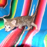 Savannah, F-2B, Male, Brown Spotted, DOB 1-2-16