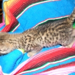 Savannah, F-2B, Male, Brown Spotted, DOB 1-2-16