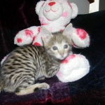 Savannah, F-2B, Male, Brown Spotted, DOB 1-2-16