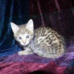 Savannah, F-2B, Male, Brown Spotted, DOB 1-2-16