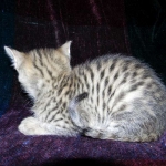 Savannah, F-2B, female, Brown Spotted, DOB 1-2-16