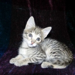 Savannah, F-2B, female, Brown Spotted, DOB 1-2-16