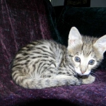 Savannah, F-2B, female, Brown Spotted, DOB 1-2-16