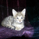 Savannah, F-2B, female, Brown Spotted, DOB 1-2-16