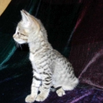 Savannah, F-2B, female, Brown Spotted, DOB 1-2-16