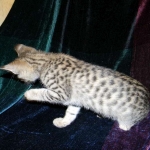 Savannah, F-2B, female, Brown Spotted, DOB 1-2-16