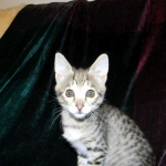 Savannah, F-2B, female, Brown Spotted, DOB 1-2-16