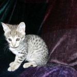 Savannah, F-2B,female, Brown Spotted, DOB 1-2-16