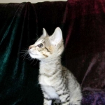 Savannah, F-2B, female, Brown Spotted, DOB 1-2-16