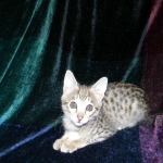 Savannah, F-2B, female, Brown Spotted, DOB 1-2-16