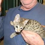 Savannah, F-2B, female, Brown Spotted, DOB 1-2-16