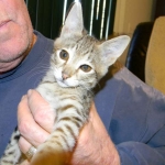 Savannah, F-2B, female, Brown Spotted, DOB 1-2-16