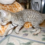 Savannah, F-2B,female, Brown Spotted, DOB 1-2-16