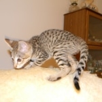 Savannah, F-2B,female, Brown Spotted, DOB 1-2-16