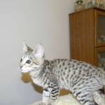 Savannah, F-2B,female, Brown Spotted, DOB 1-2-16