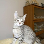 Savannah, F-2B, Male, Brown Spotted, DOB 1-2-16