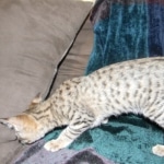 Savannah, F-2B, Male, Brown Spotted, DOB 1-2-16