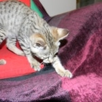 Savannah, F-2B, Male, Brown Spotted, DOB 1-2-16