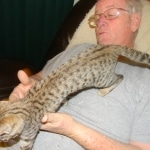 Savannah, F-2B, Male, Brown Spotted, DOB 1-2-16