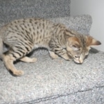 Savannah, F-2B, Male, Brown Spotted, DOB 1-2-16