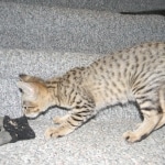 Savannah, F-2B, Male, Brown Spotted, DOB 1-2-16