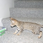 Savannah, F-2B, female, Brown Spotted, DOB 1-2-16