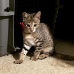 Savannah, F-2B, female, Brown Spotted, DOB 1-2-16