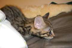 Grrrrr -  Savannah F-2B Male Brown Spotted DOB 9-1-14