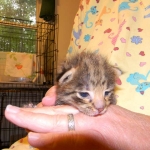 Savannah F-2 B male brown spotted tabby DOB 9-1-14 002-800