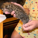 Savannah F-2 B male brown spotted tabby DOB 9-1-14 004-800