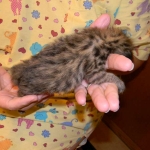 Savannah F-2 B male brown spotted tabby DOB 9-1-14 005-800