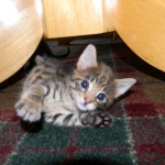 Savannah F-2 B male brown spotted tabby DOB 9-1-14 028-800