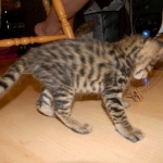 Savannah F-2 B male brown spotted tabby DOB 9-1-14 033-800