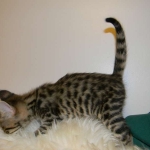 Savannah F-2 B male brown spotted tabby DOB 9-1-14 038-800