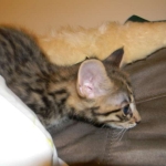Savannah F-2 B male brown spotted tabby DOB 9-1-14 040-800
