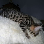 Savannah F-2 B male brown spotted tabby DOB 9-1-14 044-800