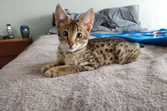 Big Pawley Savannah F-2B Male BST Golden DOB 11-14-18