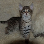 Savannah, F-2B, Male, Golden, DOB 11-14-18