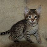 Savannah, F-2B, Male, Golden, DOB 11-14-18