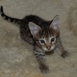 Savannah, F-2B, Male, Golden, DOB 11-14-18