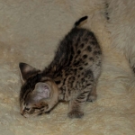 Savannah, F-2B, Male, Golden, DOB 11-14-18