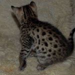 Savannah, F-2B, Male, Golden, DOB 11-14-18