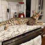 Big Pawley, Savannah, F-2B, Male, Golden, DOB 11-14-18