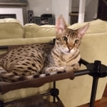 Big Pawley, Savannah, F-2B, Male, Golden, DOB 11-14-18