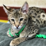 Big Pawley, Savannah, F-2B, Male, Golden, DOB 11-14-18