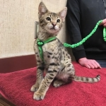 Big Pawley, Savannah, F-2B, Male, Golden, DOB 11-14-18